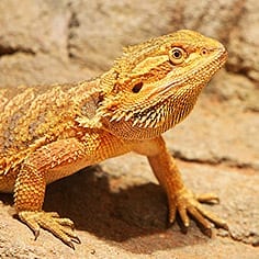 Bearded Dragon Care Sheet