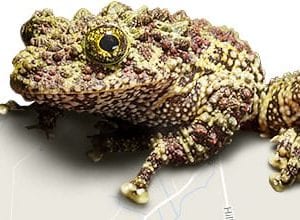 Mossy frog