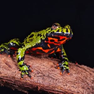 Oriental Fire Belly Toad (Bombina orientalis)