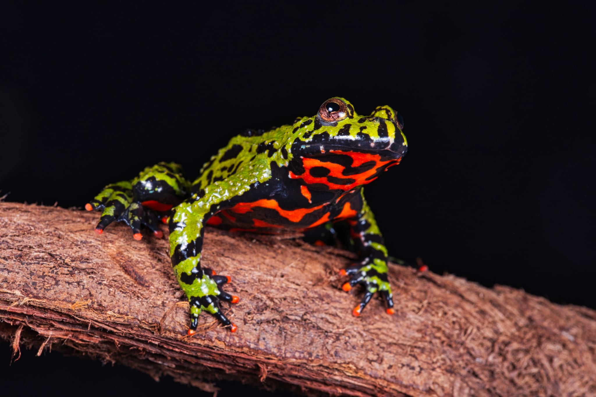 Oriental Fire Bellied toads – Bombina orientalis – Coast To Coast Exotics