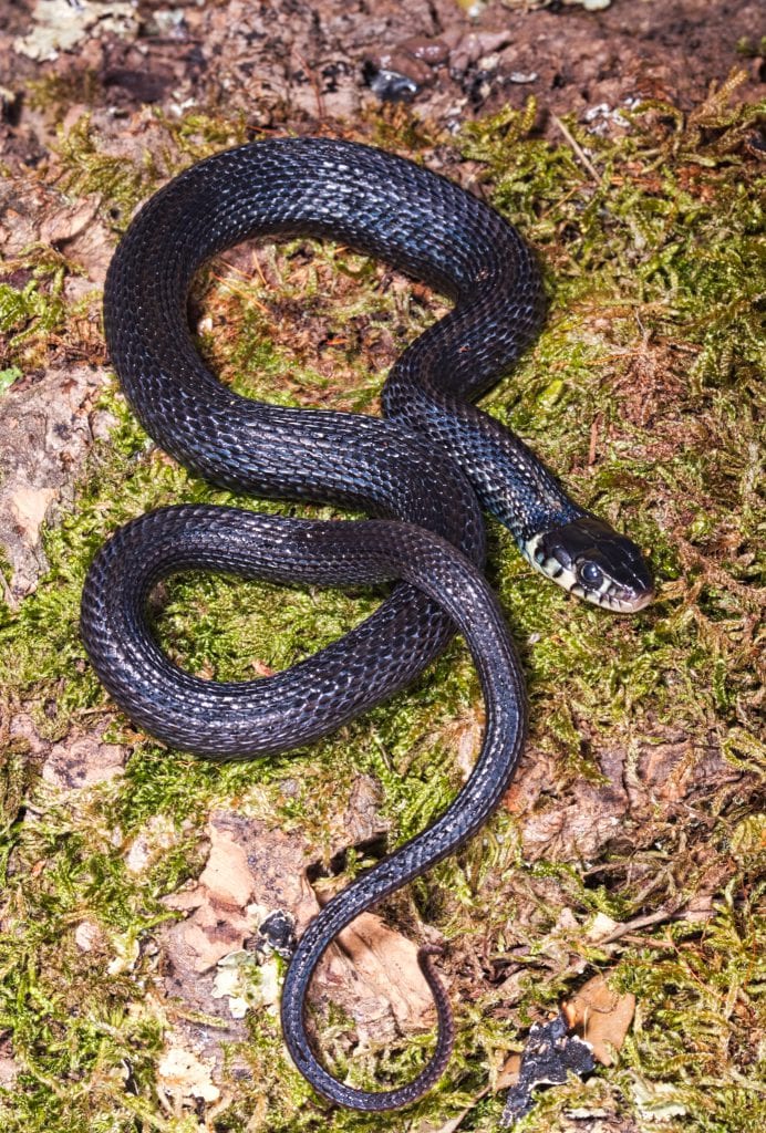 The Lake Cuitzeo Garter Snake – Thamnophis eques cuitzeoensis – Coast ...