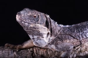 Club Tailed Iguana | Coast To Coast Exotics