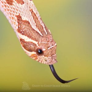 Conda Hognose (Heterodon nasicus)