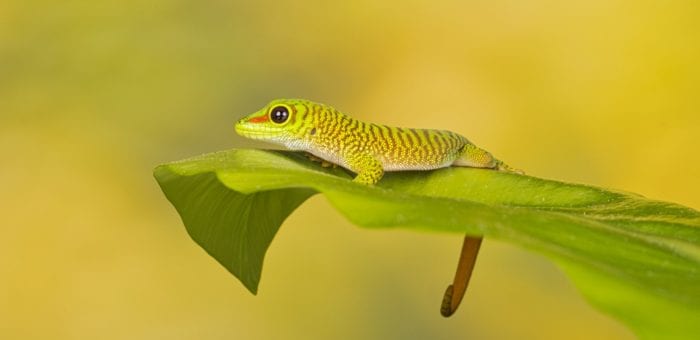 Madagascan Giant Day gecko – Phelsuma grandis