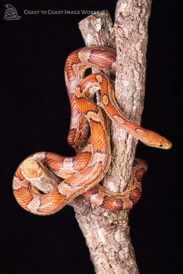Carolina Corn Snake (Pantherophis guttatus)