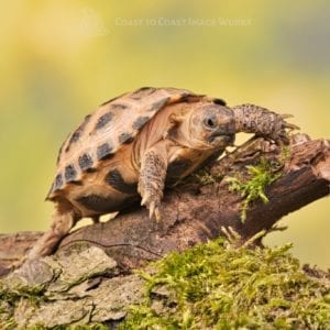 Horsfield Tortoise (Testudo horsfieldi)