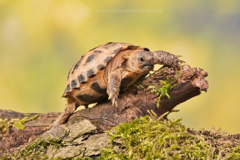Waking up tortoises after their winter sleep yawn! Coast To Coast