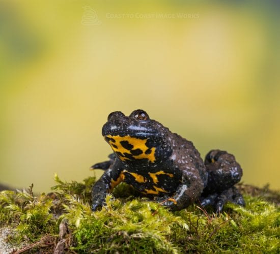 Yellow Bellied toads – Bombina variegata