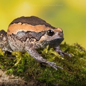 Chubby Frog (Kaloula pulchra)