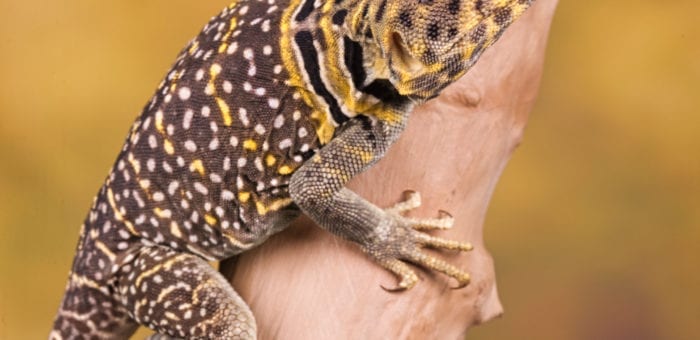 Collared lizards