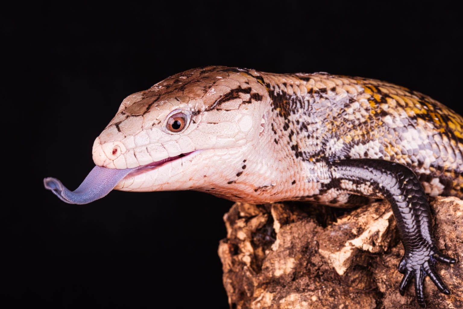 Blue Tongue Skinks | Coast To Coast Exotics