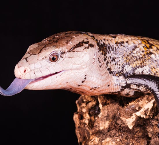 Blue Tongue Skinks