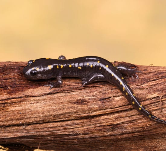 Spotted Salamanders – Ambystoma maculatum