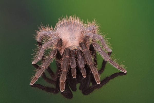 Cuban Bronze Tarantula (phormictopus auratus)