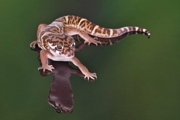 Banded gecko