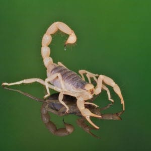Desert Hairy Scorpion (Hadrurus arizonensis)