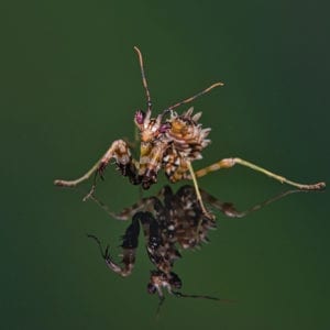 Spiny Flower Mantis (Pseudocreoboter wahlbergi)
