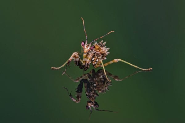 Spiny Flower Mantis (Pseudocreoboter whalbergi)