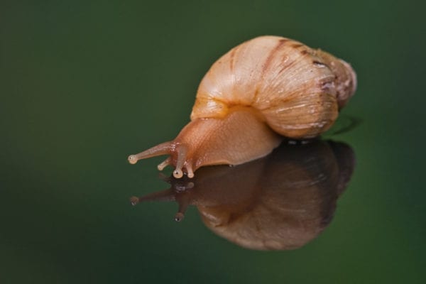 African Land Snail (Achatina sp.)