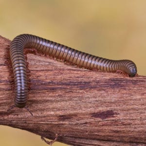 African Olive Millipede (Spirostreptus gregorius)