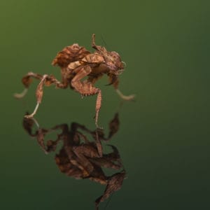 Ghost Mantis (Phyllocrania paradoxia)