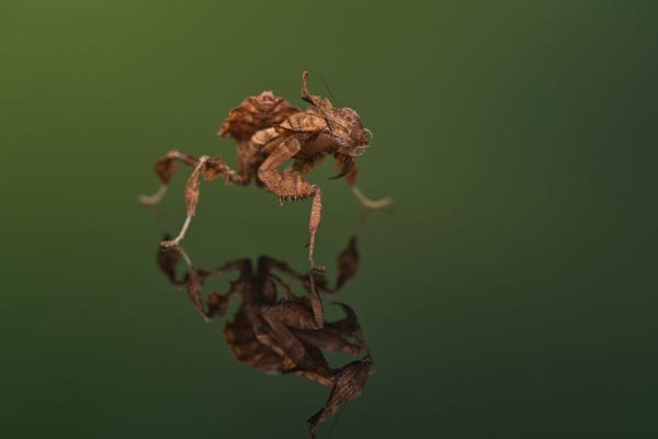 Ghost Mantis (Phyllocrania paradoxia)