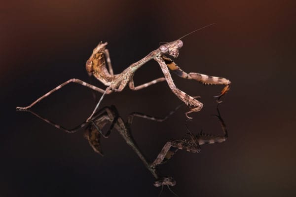 Bud Wing Mantis (Parasphendale affinis)