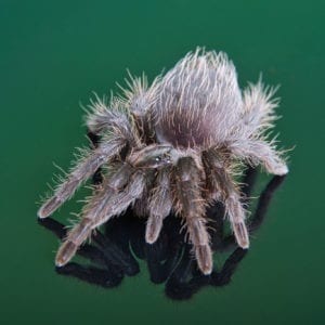 Grown on Curly Hair Tarantula (Tliltocatyl albipilosum)