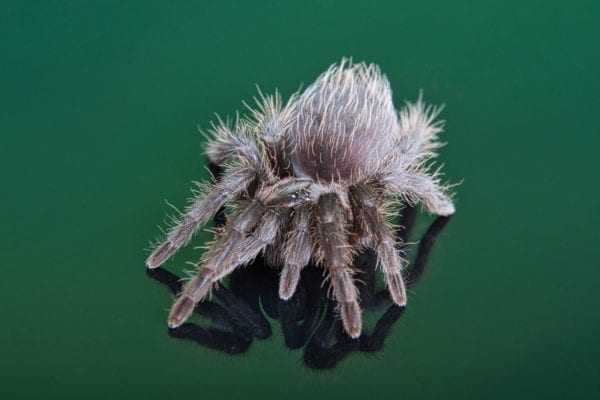 Curly Hair Tarantula (Tliltocatl albipilosus)