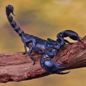 Vietnam Forest Scorpion (Heterometrus laoticus)
