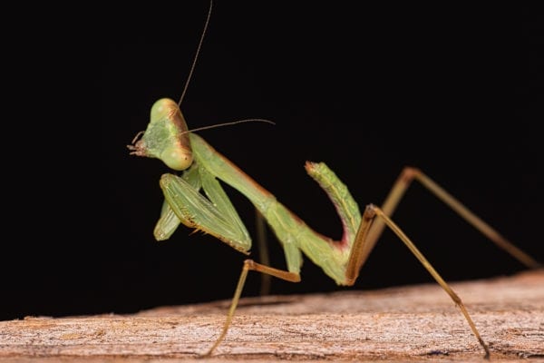 Giant African Green Mantis (Sphodromantis kersteni)