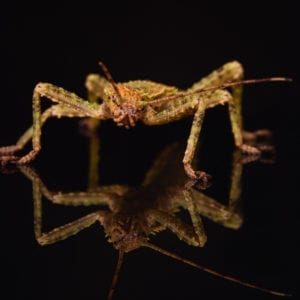 Giant Spiny Stick Insect (Eurycantha sp.)