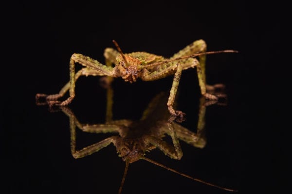 Giant Spiny Stick Insect (Eurycantha sp.)