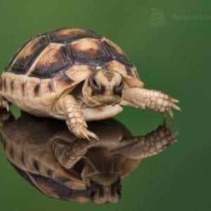 Marginated Tortoise (Testudo marginata)