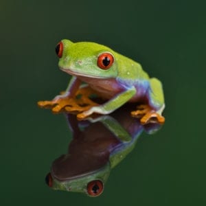 Red Eye Tree Frog (Agalychnis callidryas)