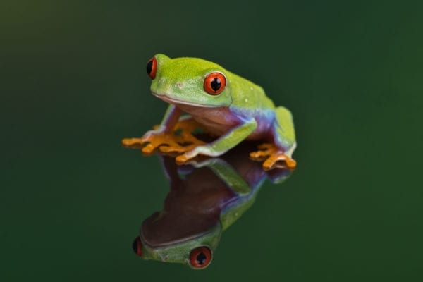 Red Eye Tree Frog (Agalychnis callidryas)