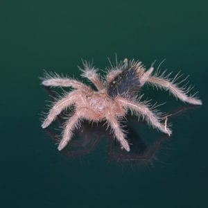 Chilean Rose Tarantula (Gramostola rosea)