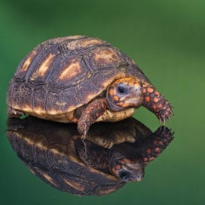 Red Footed Tortoise (Chelonoides carbonaria)