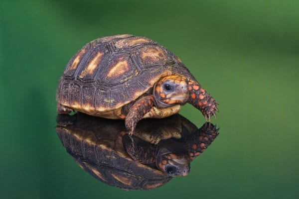 Red Footed Tortoise (Chelonoides carbonaria)