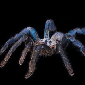 Cobalt Blue Tarantula (Cyriopagapus lividum)