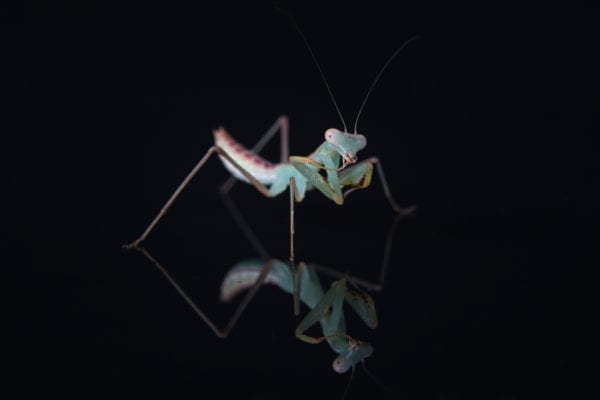 Giant Shield Mantis (Rhombodera extensicollis)