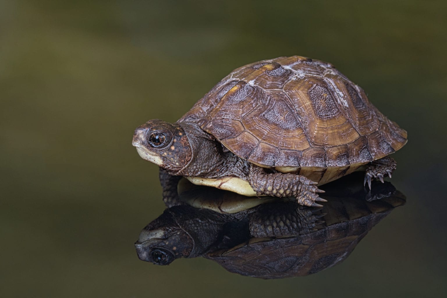 Gulf Coast Box Turtle (Terrapene carolina major) | Coast To Coast Exotics