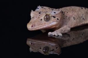 Dalmation Crested Gecko (Correlophus ciliatus)