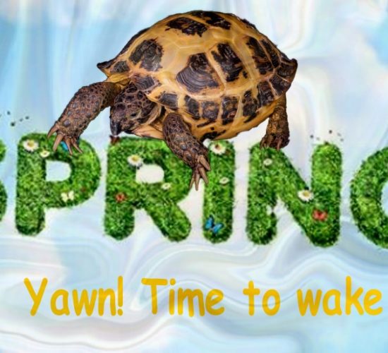 Waking up tortoises after their winter sleep – yawn!
