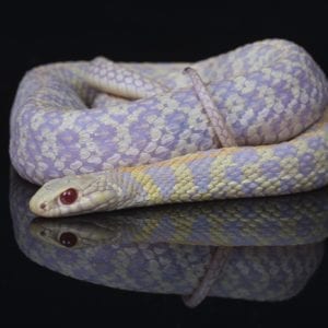Albino Checkered Garter Snake (Thamnophis marcianus)