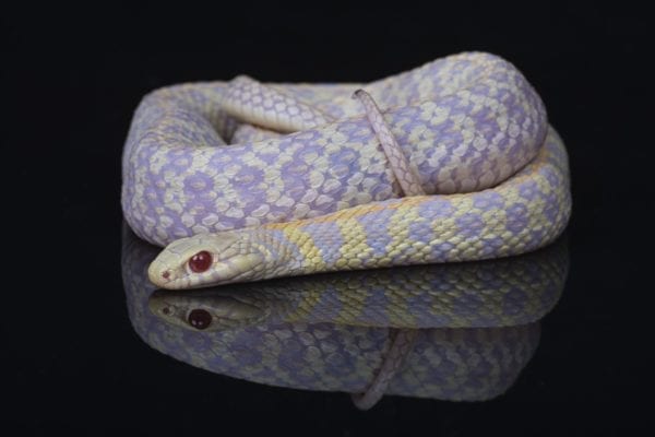 Albino Checkered Garter Snake (Thamnophis marcianus)