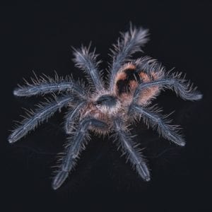 Purple Bloom Tarantula (Pamphobeteus sp. machalla)