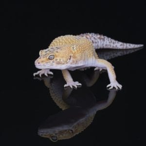 Sub Adult Hypo Leopard Gecko (Eublepharis macularius)