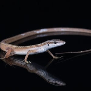 Vietnamese Long Tailed Lizard (Takydromas sexlineatus)