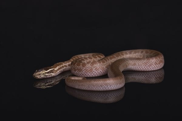 African House Snake het Albino (Lamproprophis sp.)